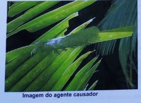 Imagem da Questão 3